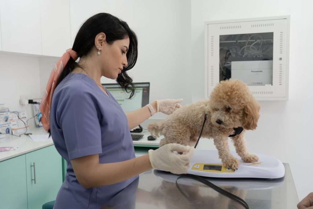 Dog Surgery Clinic