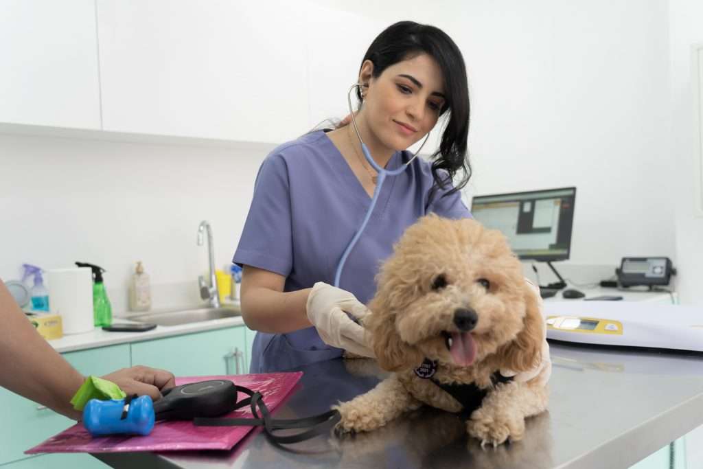 Best Veterinary Clinic