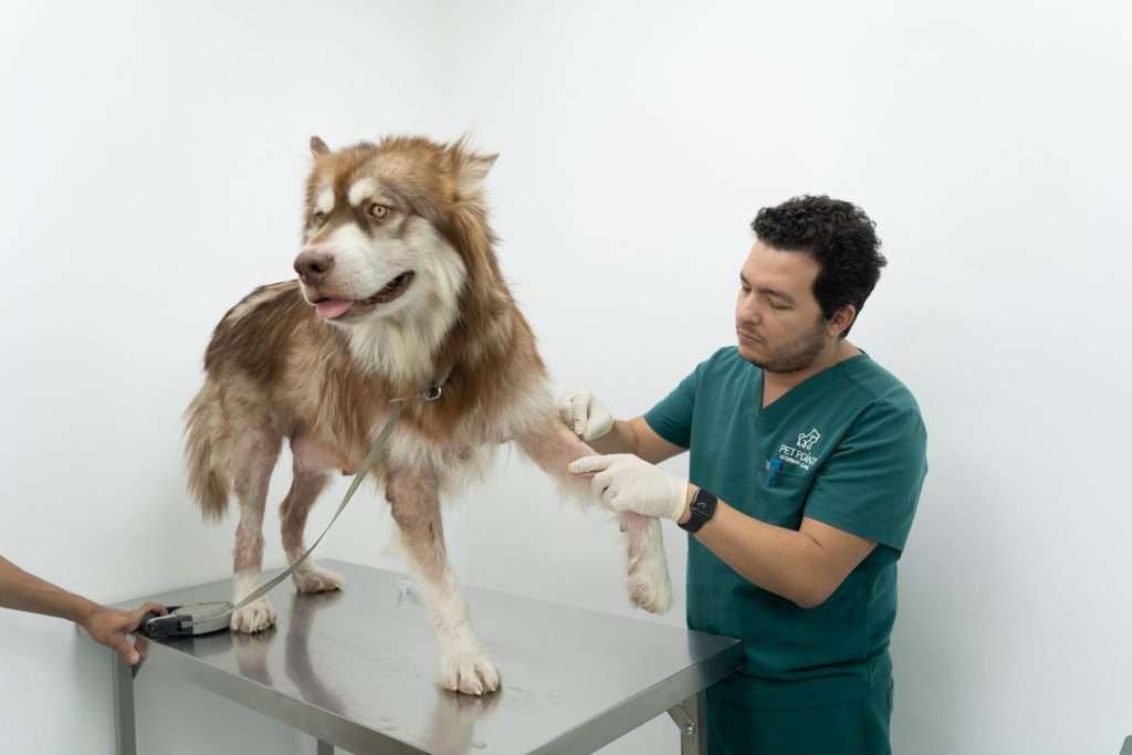 Dog Veterinary Clinic Dubai