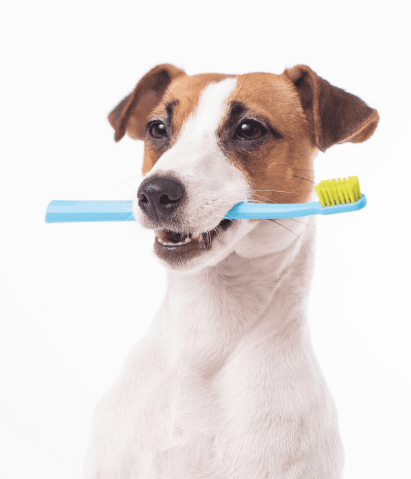 pet teething service dubai