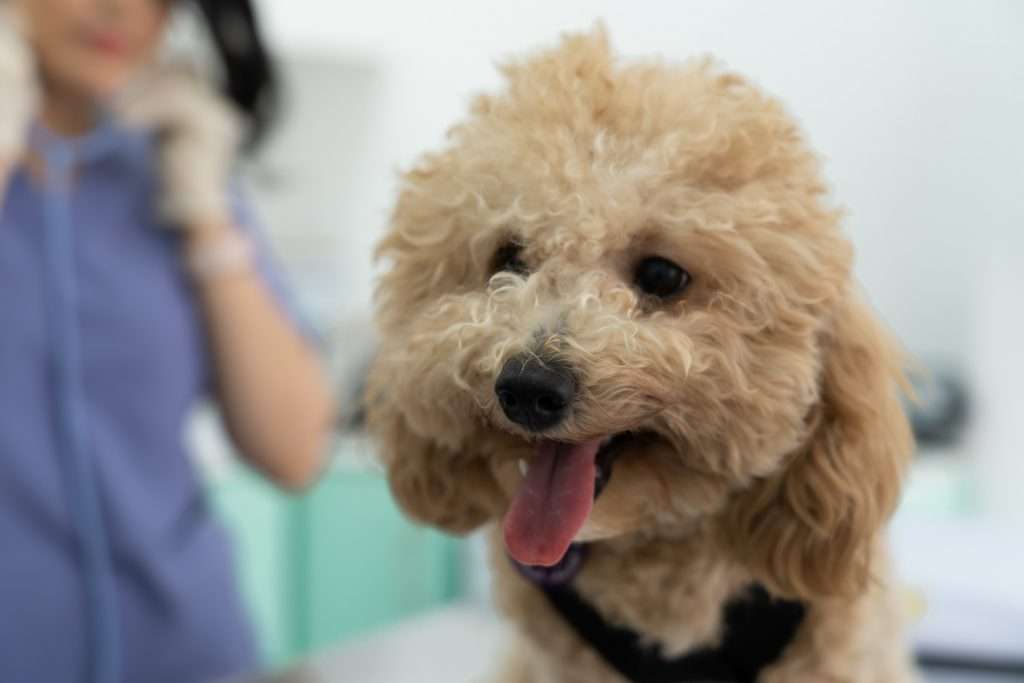 Dog Clinic Dubai