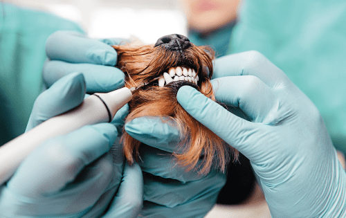 pet dental dubai