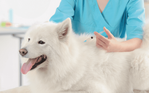 pet vaccination dubai