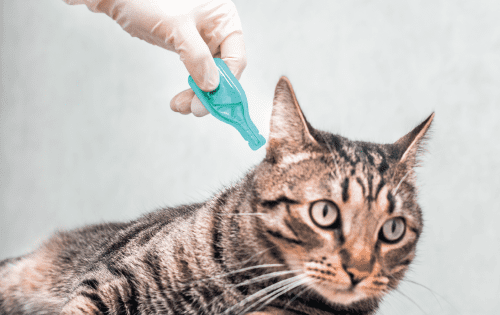 pet Parasite Treatment