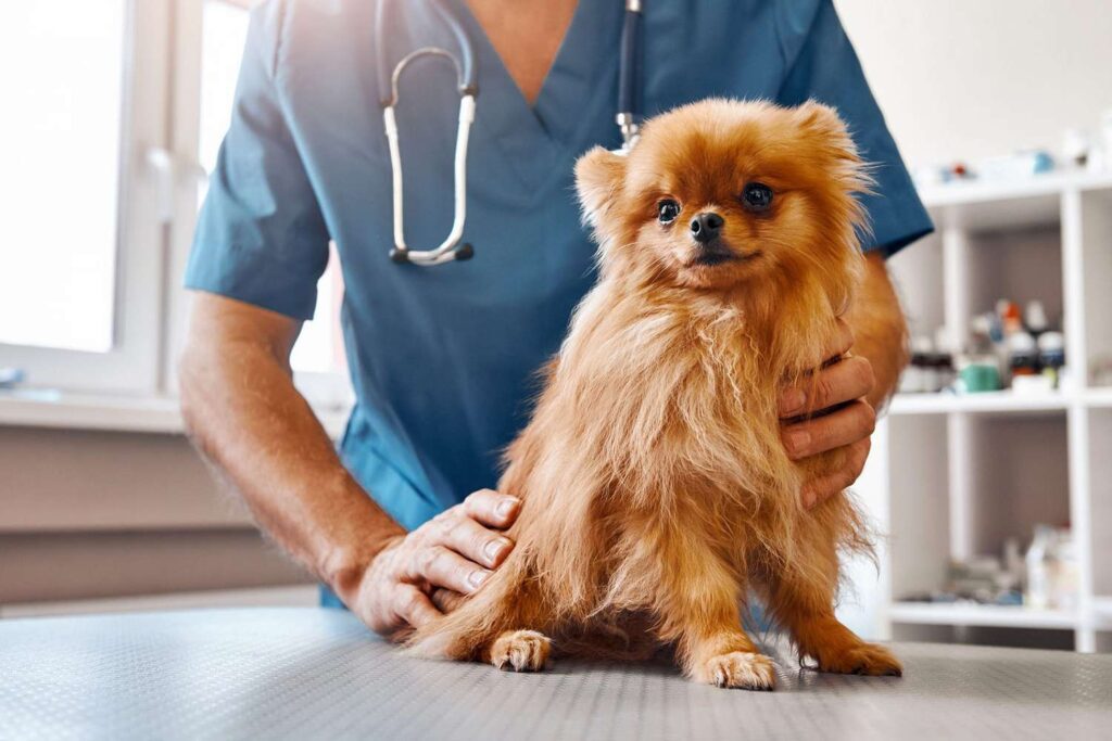 Pet Veterinary Clinic