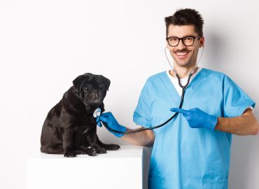 Full Body Pet Check-Up