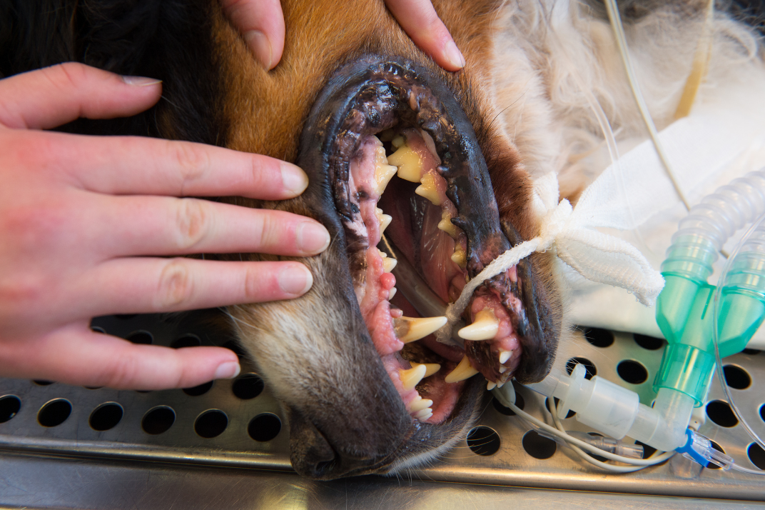 dental