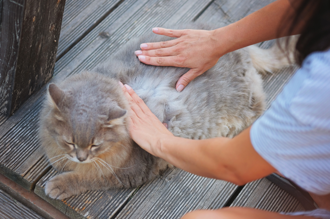 parasite treatment