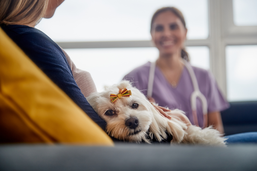 house call for pets by doctor