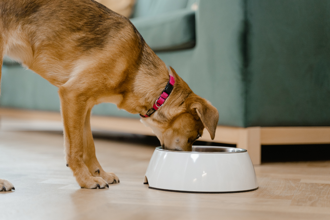 pet diet
