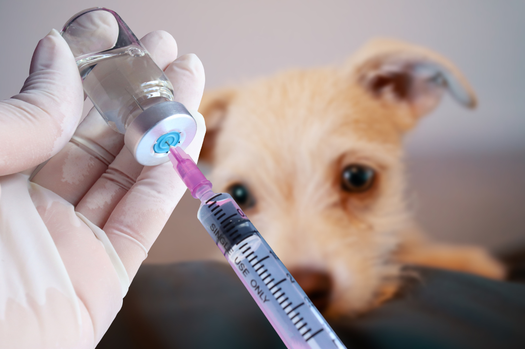 pet vacination
