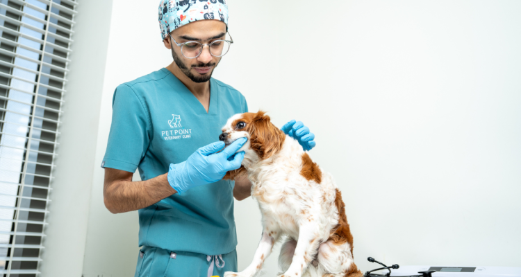 wellness examination for pets