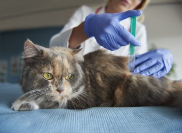 vaccinеs for pеts