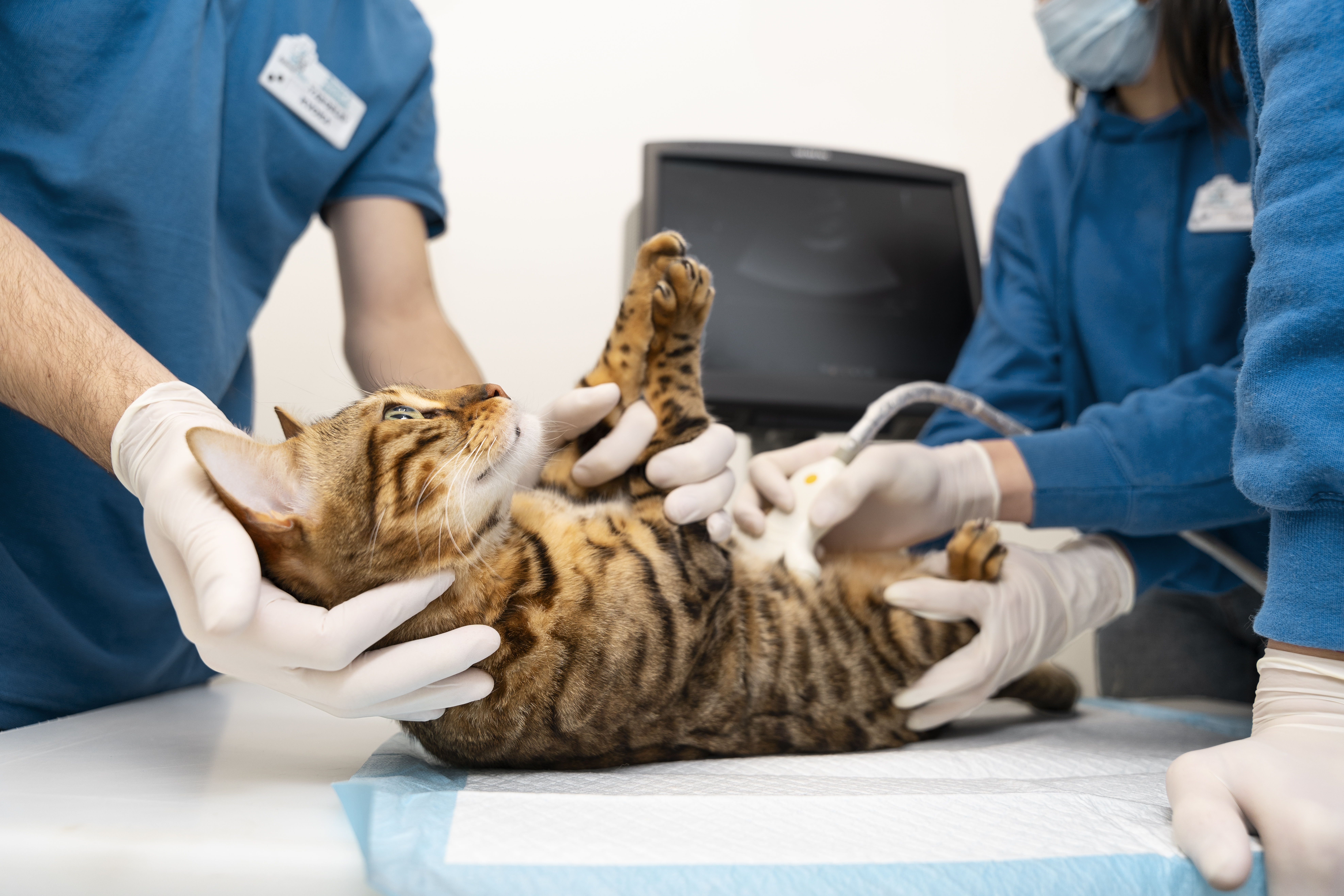 endoscopy procedures for pets
