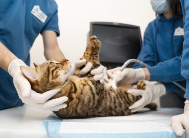 pets endoscopy