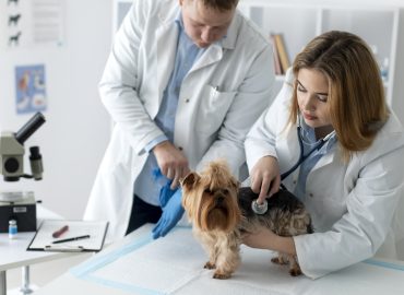 pet medical check in Dubai