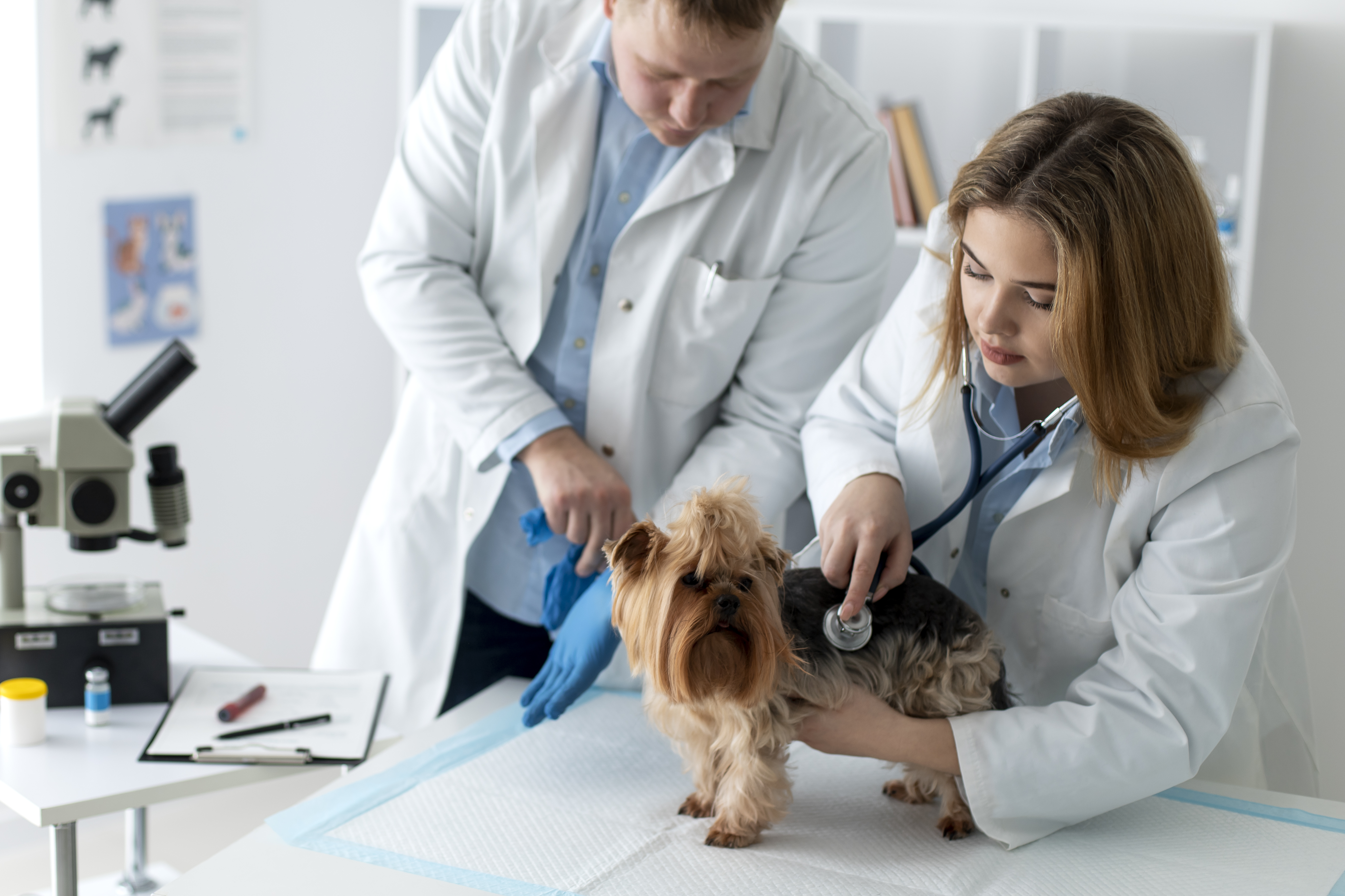 pet medical check in Dubai