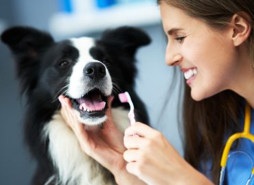 Pets’ Dental Care