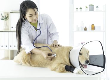 pet wellness check up