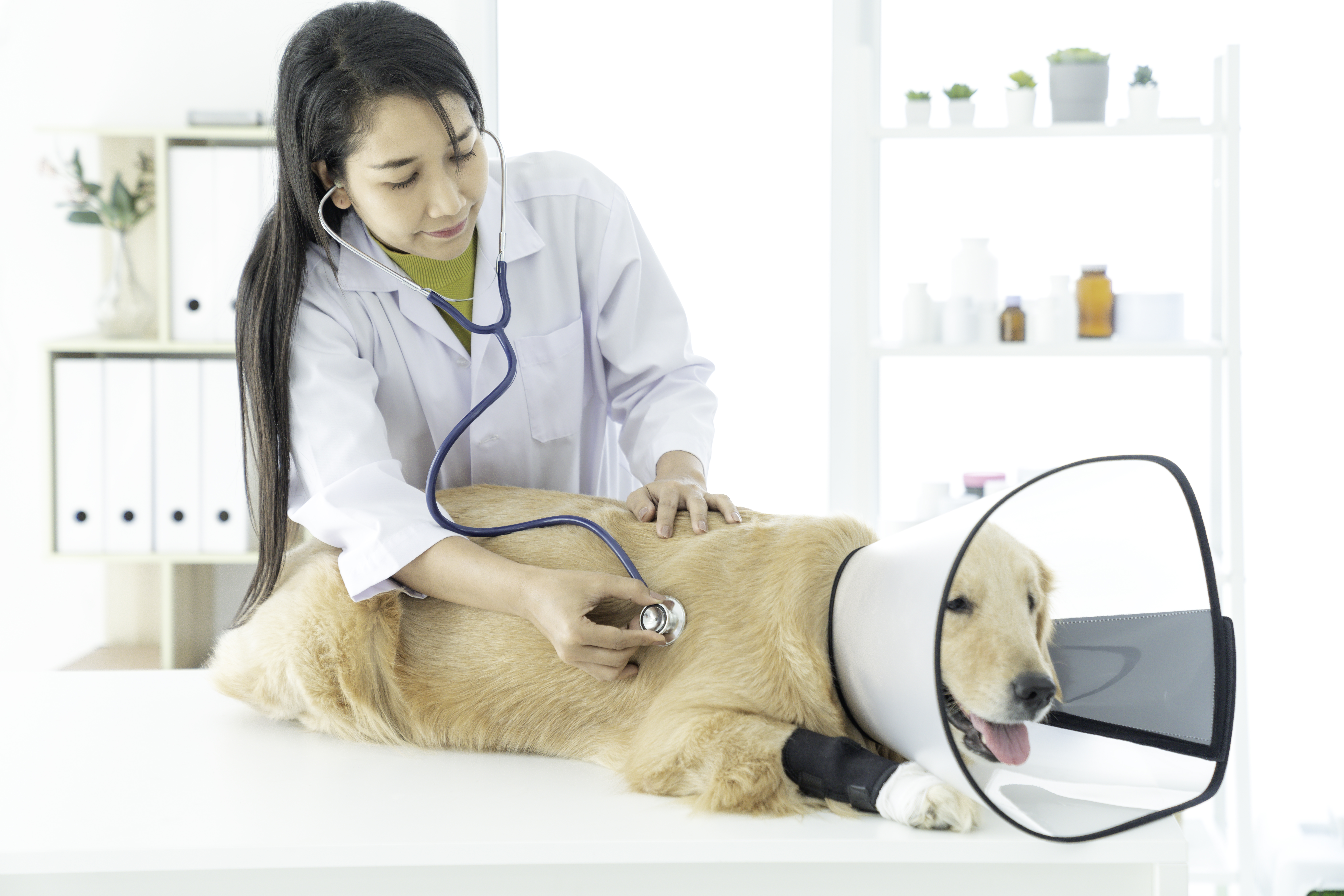 pet wellness check up