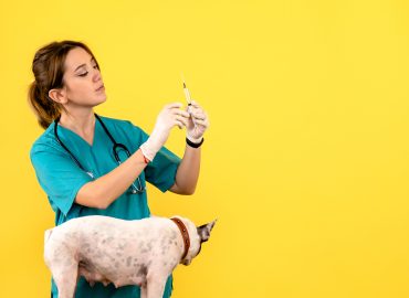 vaccines for pets