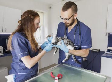 neutering services