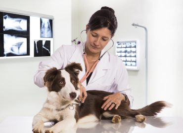 pet checkups