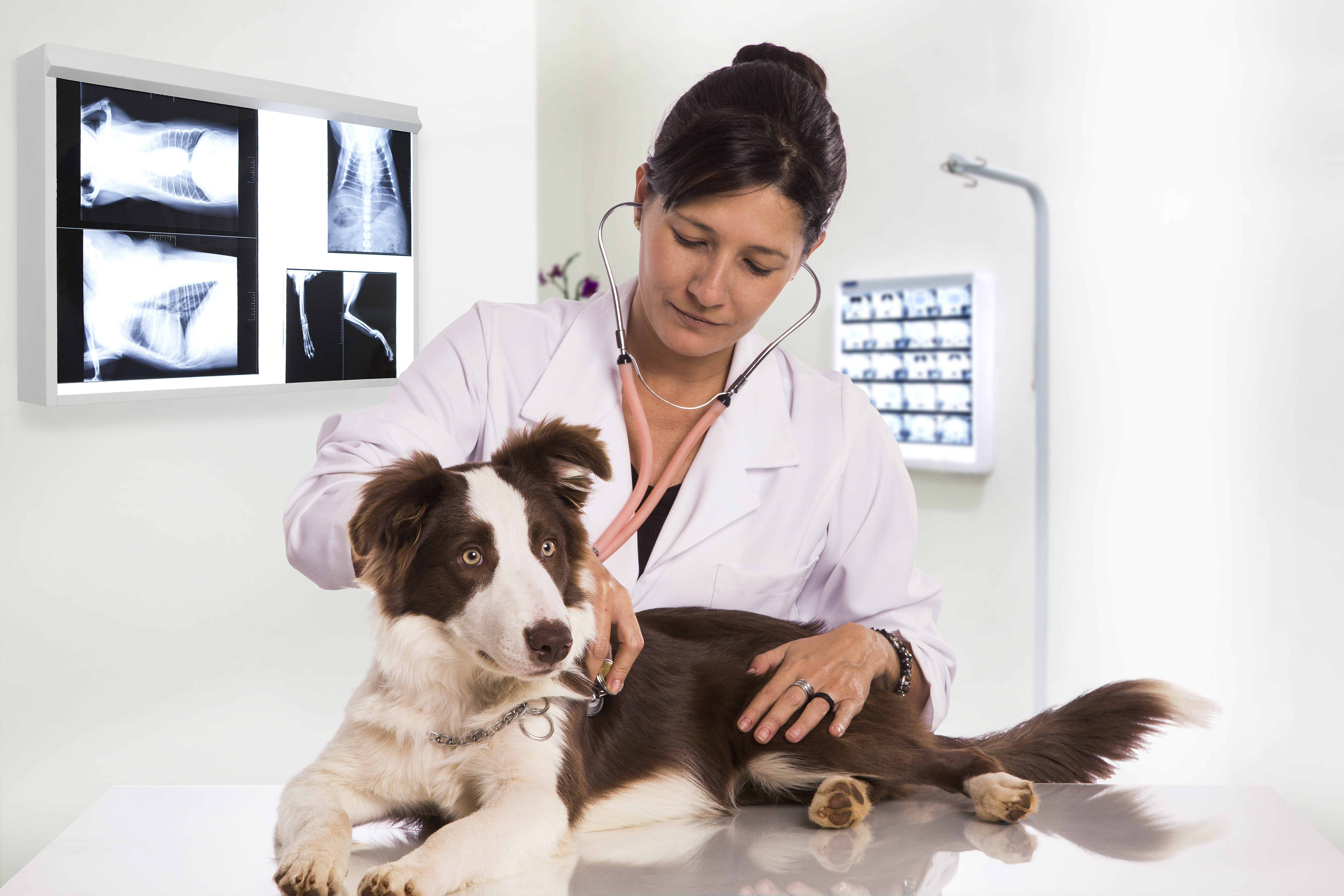 pet checkups