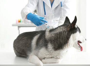 veterinary vaccine clinic