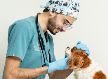 Advanced pet care and treatment services Dubai