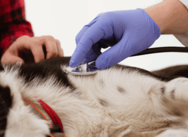 Dog cardiology treatment and heart care services Dubai