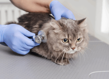 Professional cat treatment and veterinary care services