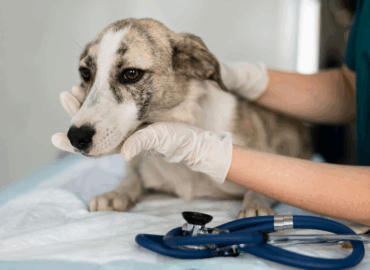 Best Emergency Veterinary Services