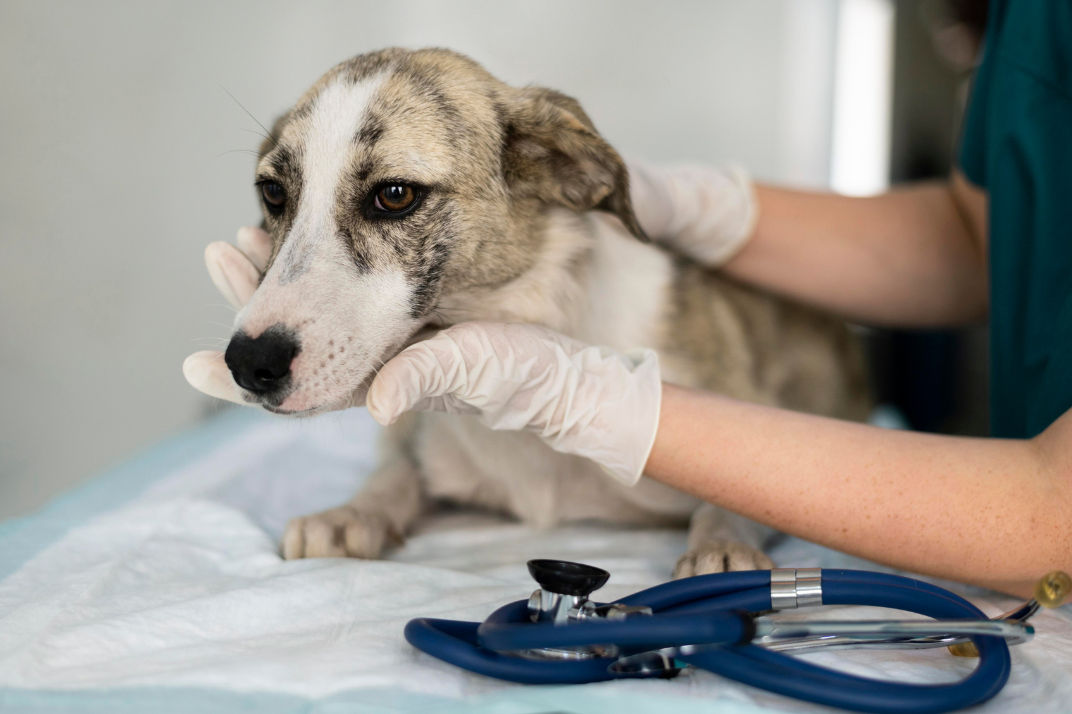 Best Emergency Veterinary Services