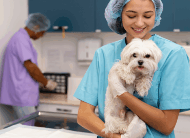 Emergency veterinary services for pets Dubai clinic