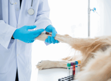 Pet endocrinology hormone treatment services Dubai