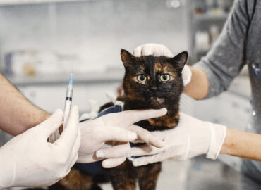 vaccine pet clinic in Dubai