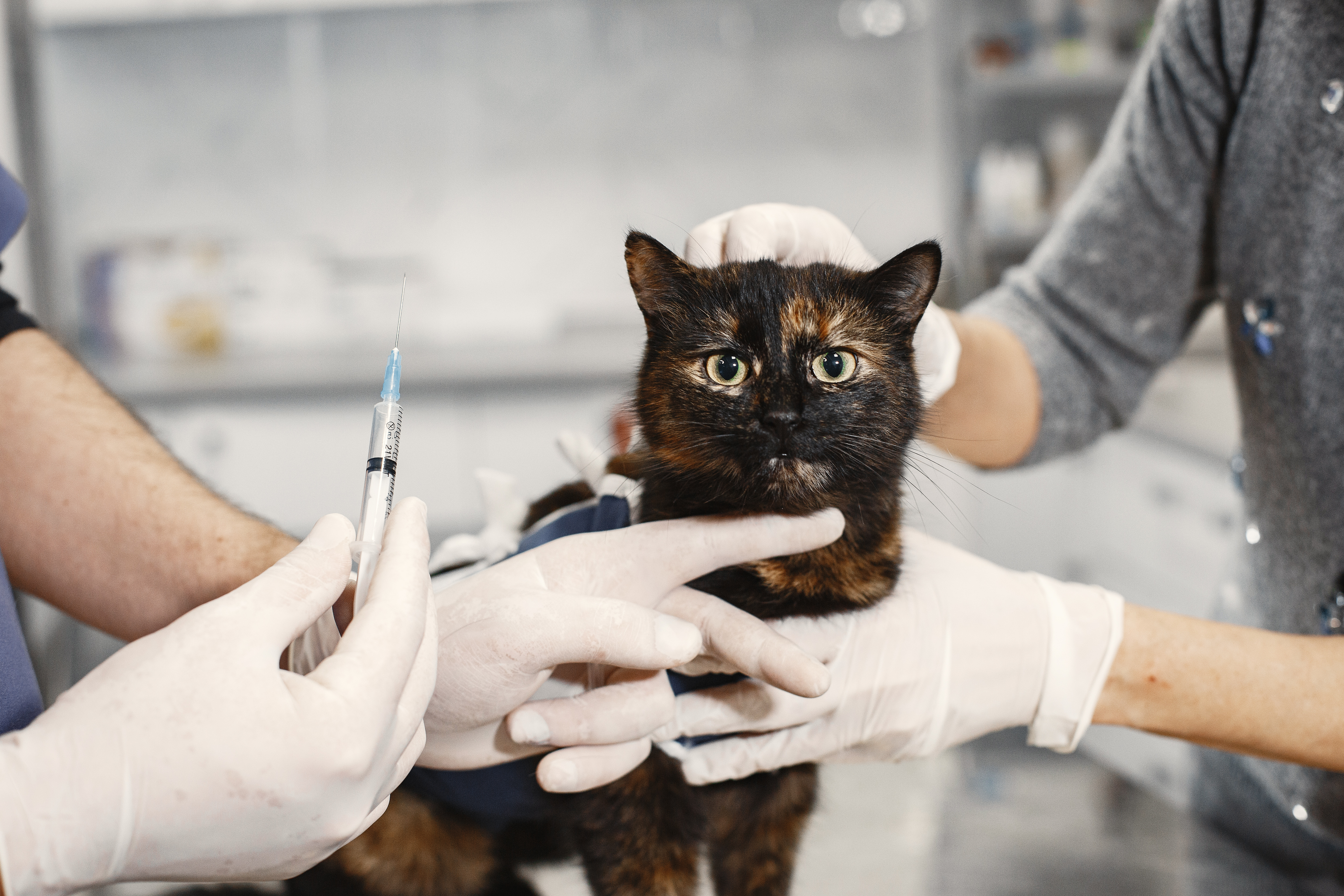 Essential Vaccines for Pets in Dubai: What Every Pet Owner Should Know