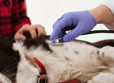 Veterinary Cardiologists