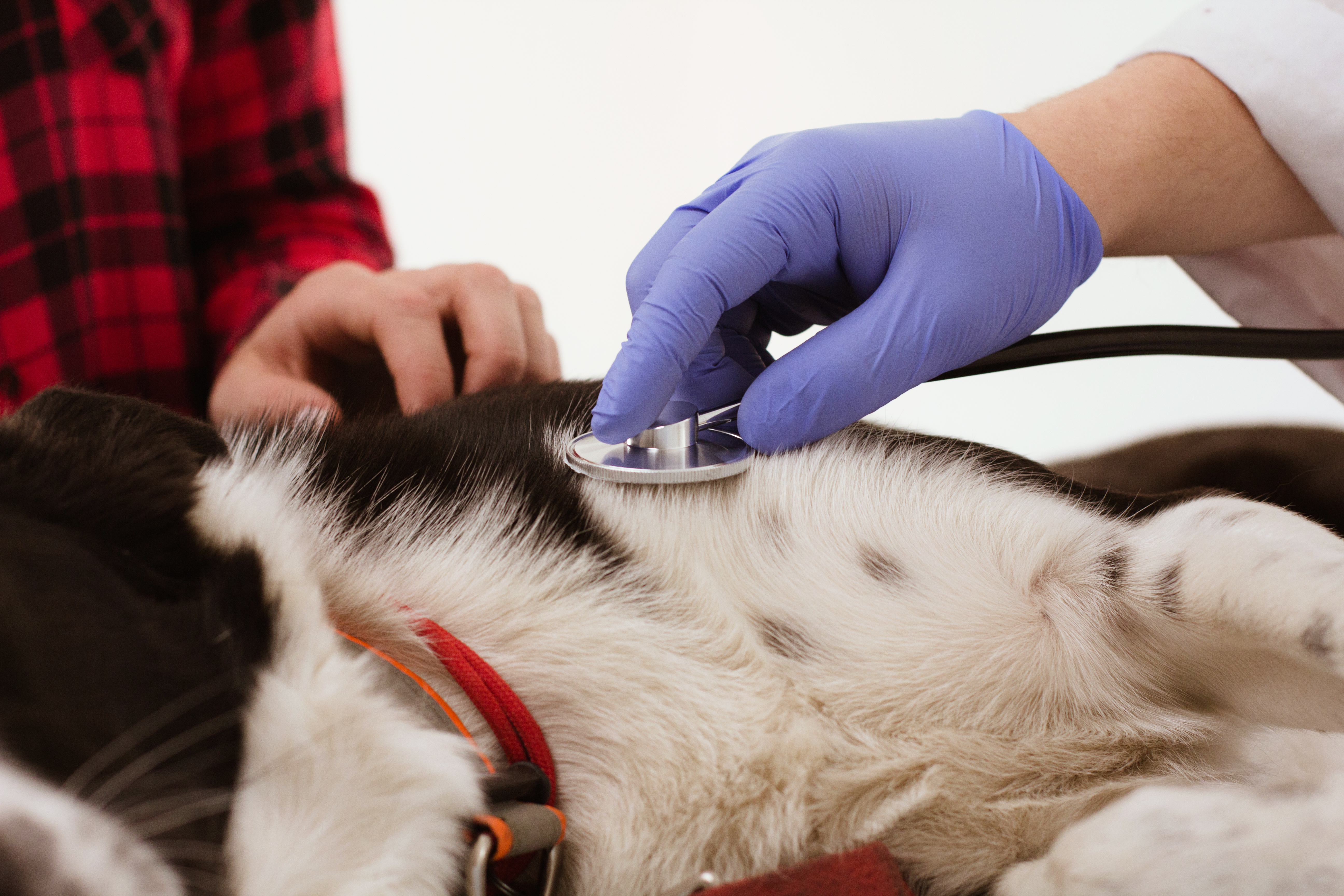Protecting Your Pet’s Heart: Proven Preventive Strategies from Veterinary Cardiologists