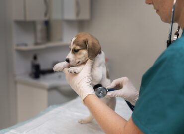 cardiology veterinary