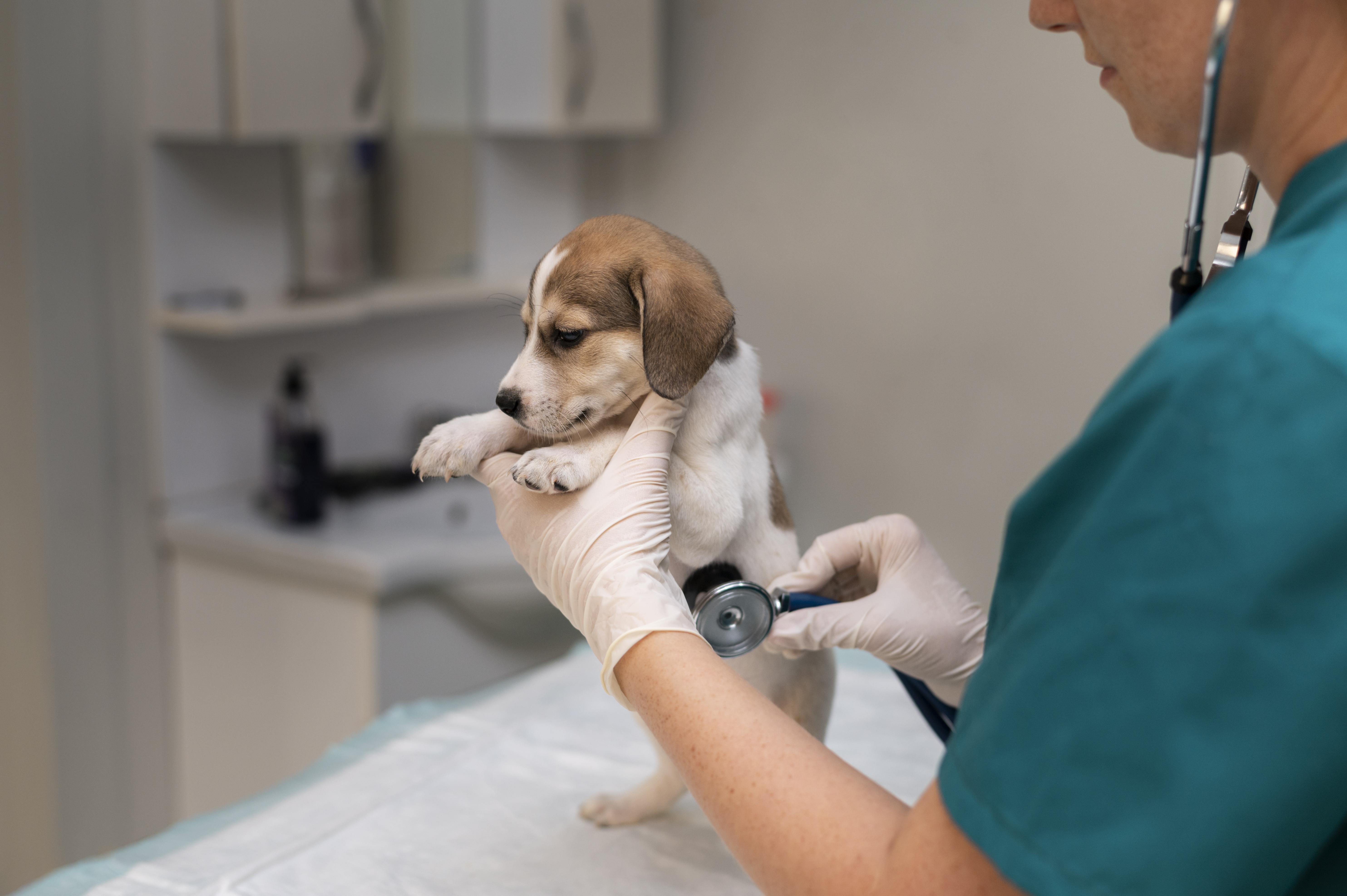Heart Health Matters: Recognizing the Signs of Cardiac Issues in Pets