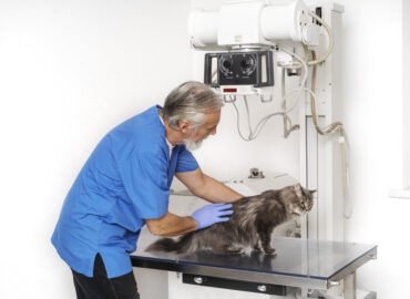 vet orthopedic surgeon