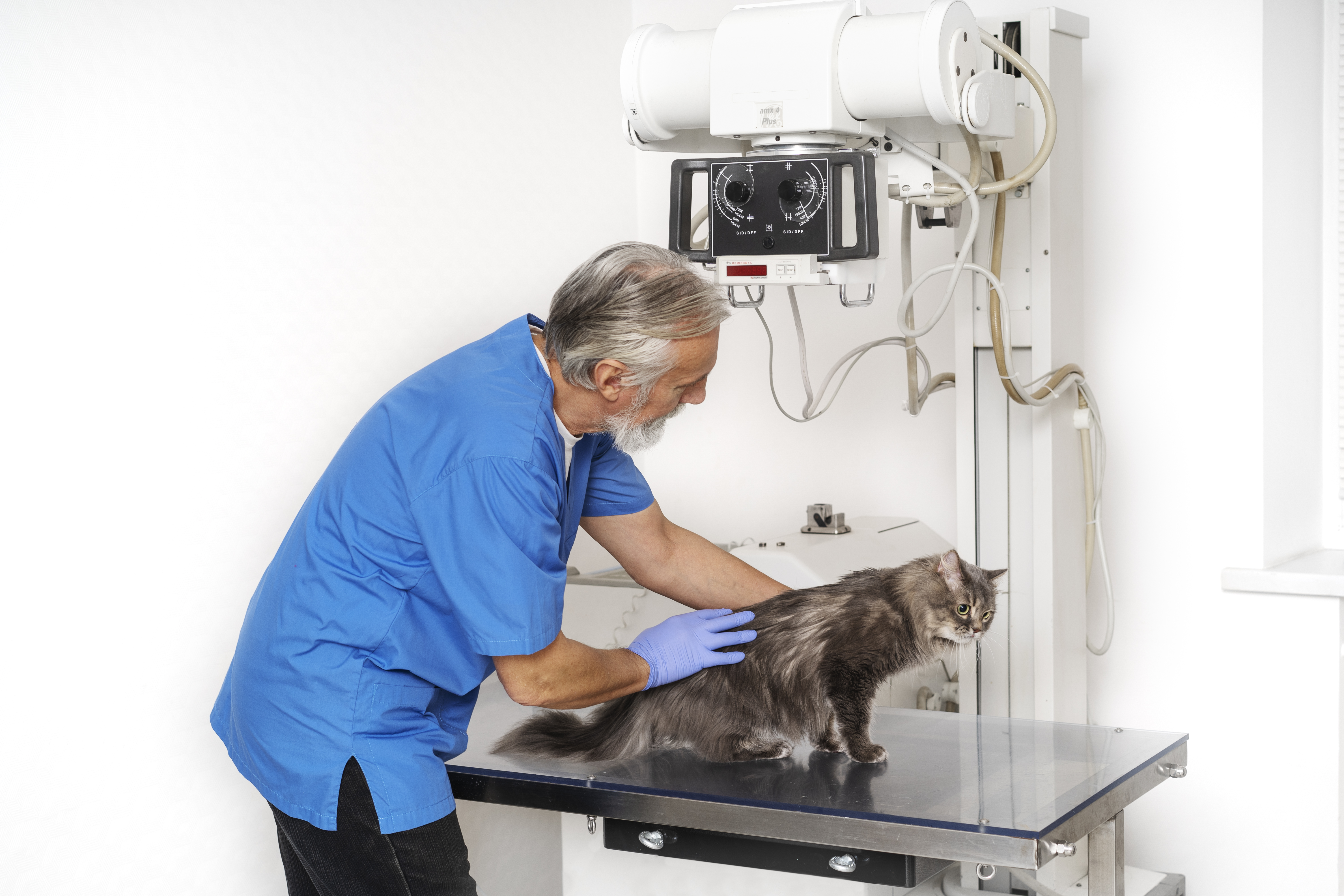 The Role of a Vet Orthopedic Surgeon in Restoring Pet Mobility in Dubai