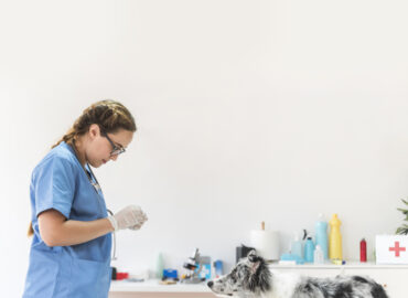 spaying your dog in Dubai