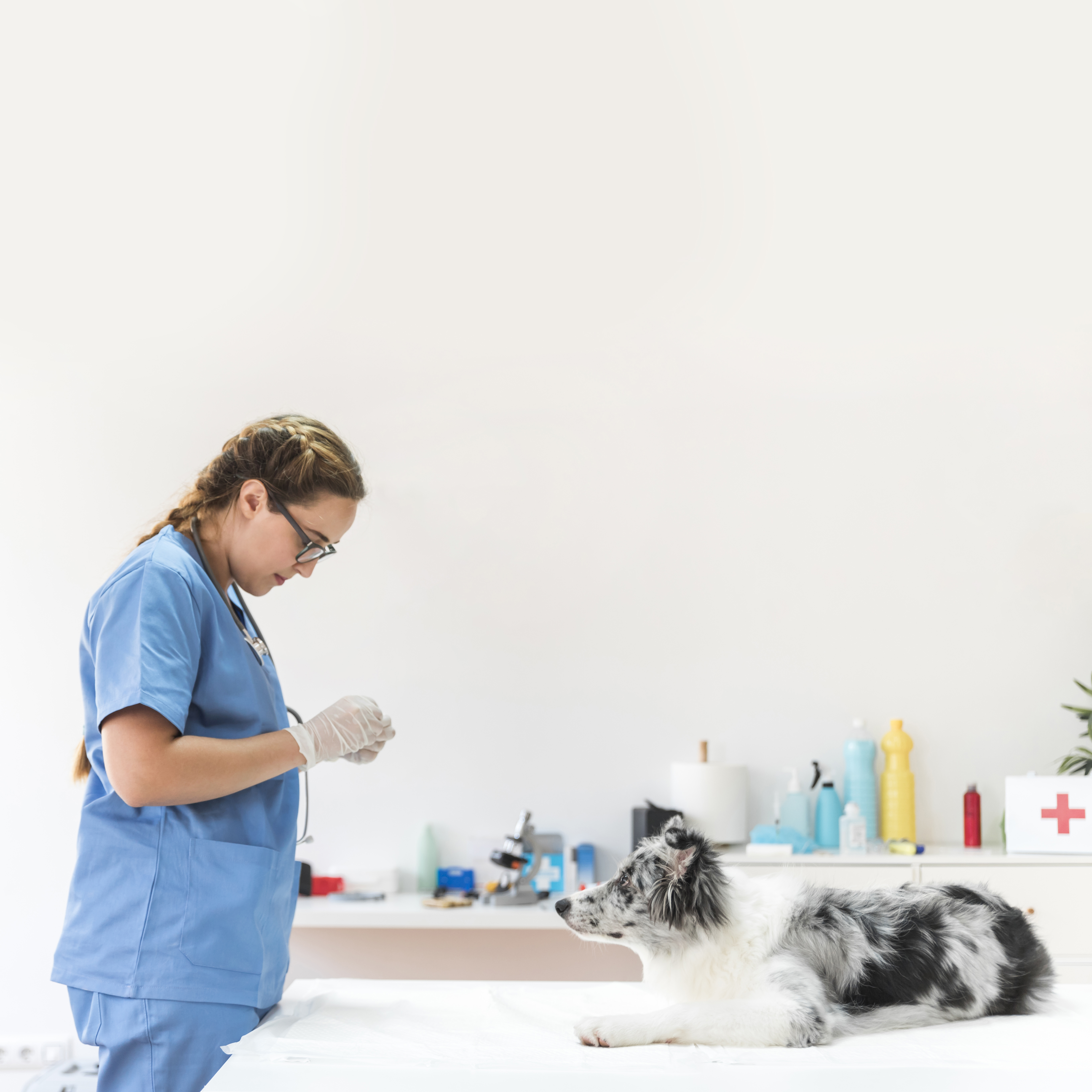 Behavioral Improvements After Spaying Your Dog in Dubai