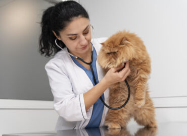 veterinary cardiologist specialist in Dubai