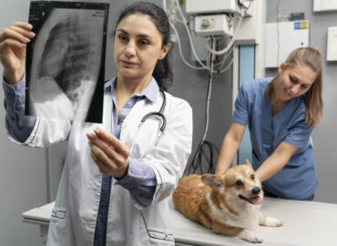 Veterinary Cardiologist