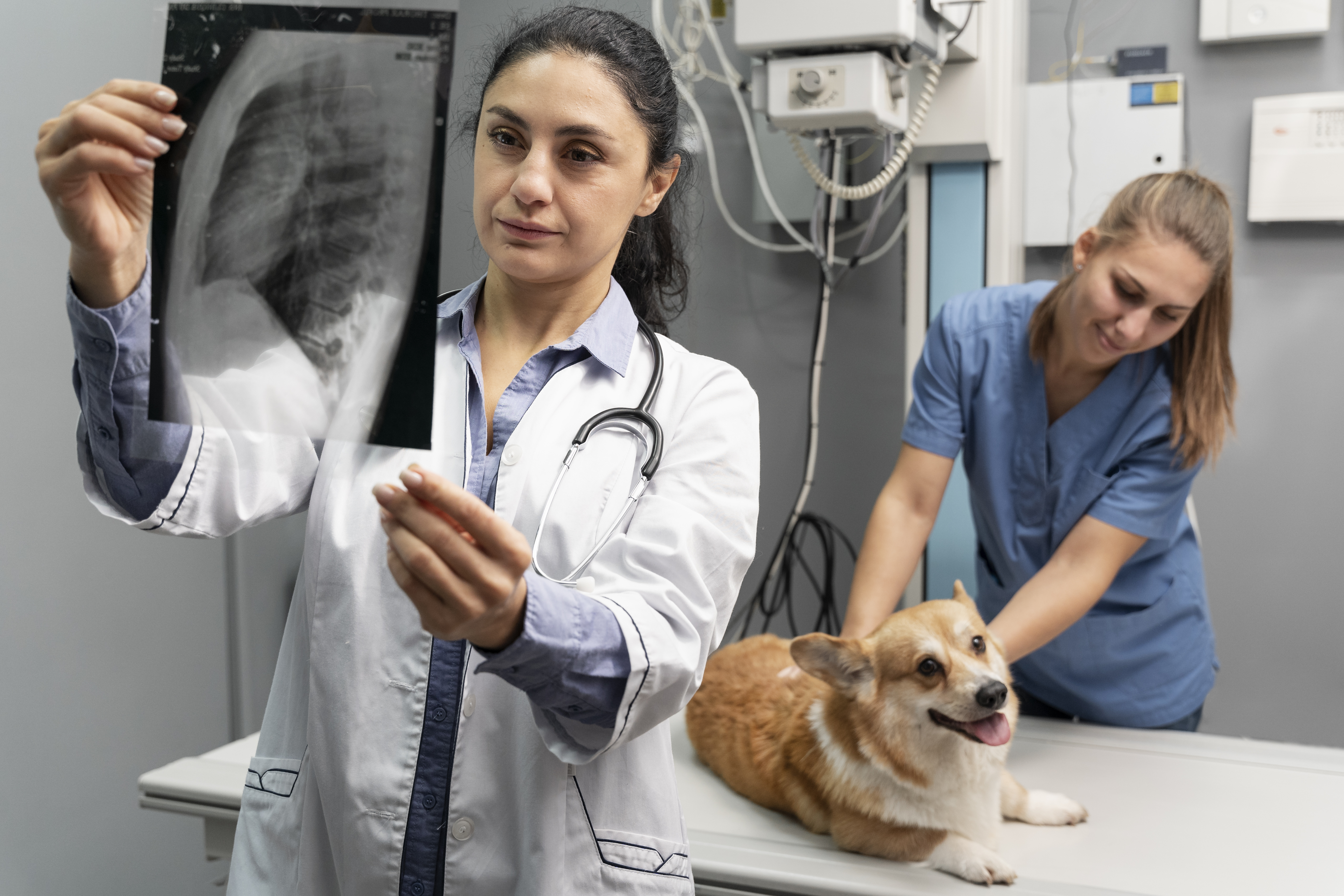 Why is a Veterinary Cardiologist Crucial for Complex Heart Cases?