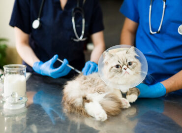 Persian cat vaccination at veterinary clinic checkup